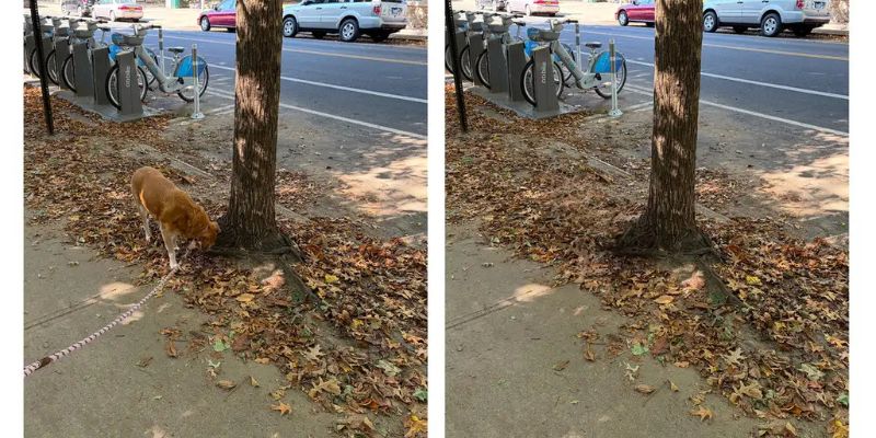 Apple's Clean Up tool removing a dog.